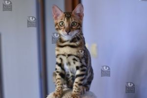 Kot bengalski Aeni Bengal Aeni Bengal*Pl 